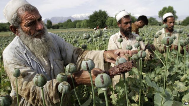 ООН: в Афганістані зареєстровано рекордний урожай наркотичного маку